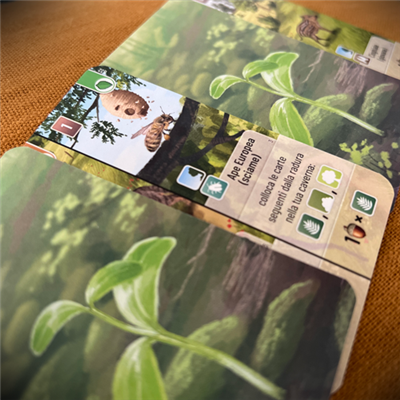 Forest Shuffle: Woodland Edge